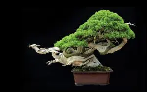 Indoor Vs. Outdoor Bonsai
