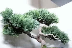 Indoor Bonsai Tree Care