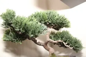 Can Juniper Bonsai Be Kept Indoors?