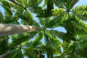 Indoor Palm Trees: Best Varieties & Easy Care Tips