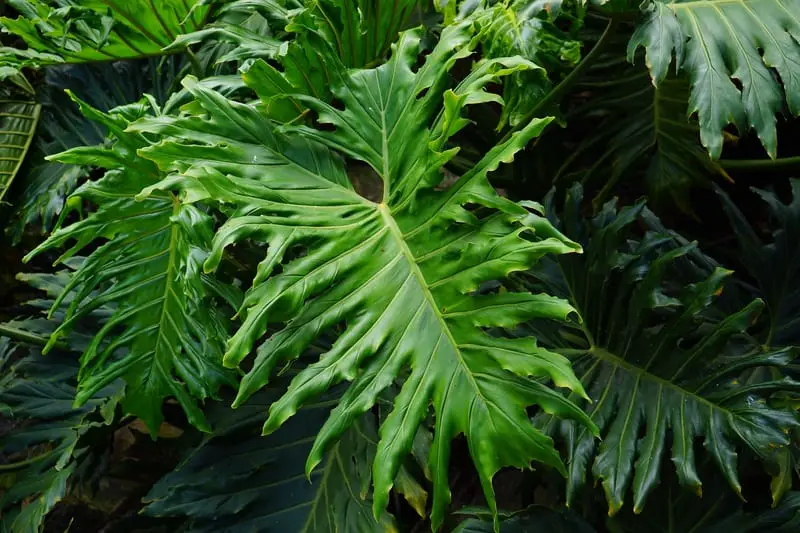 Indoor Plants That Get Huge - Philodendron bipinnatifidum