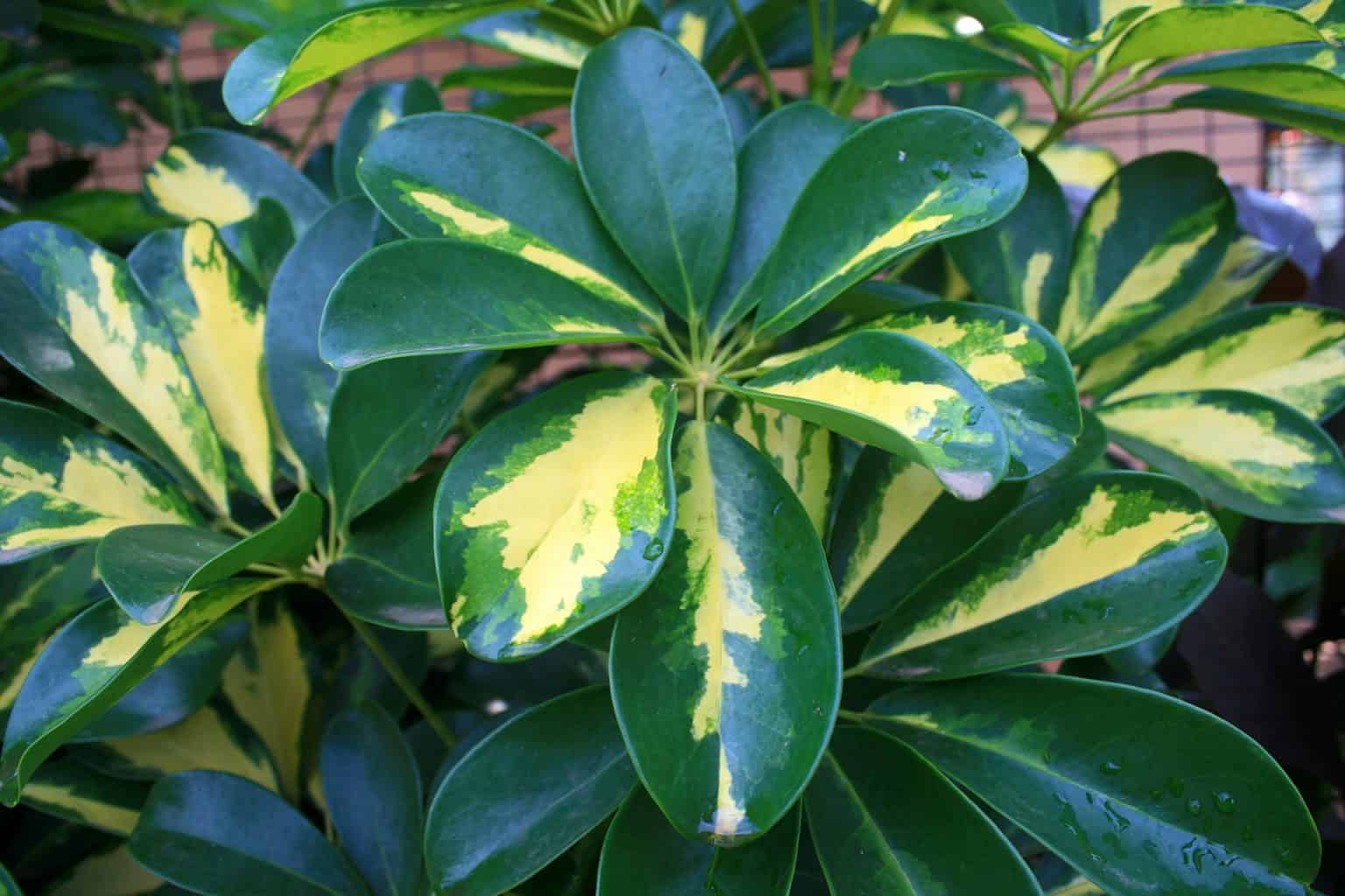 Schefflera Care Indoors: Easy Umbrella Plant Care Guide