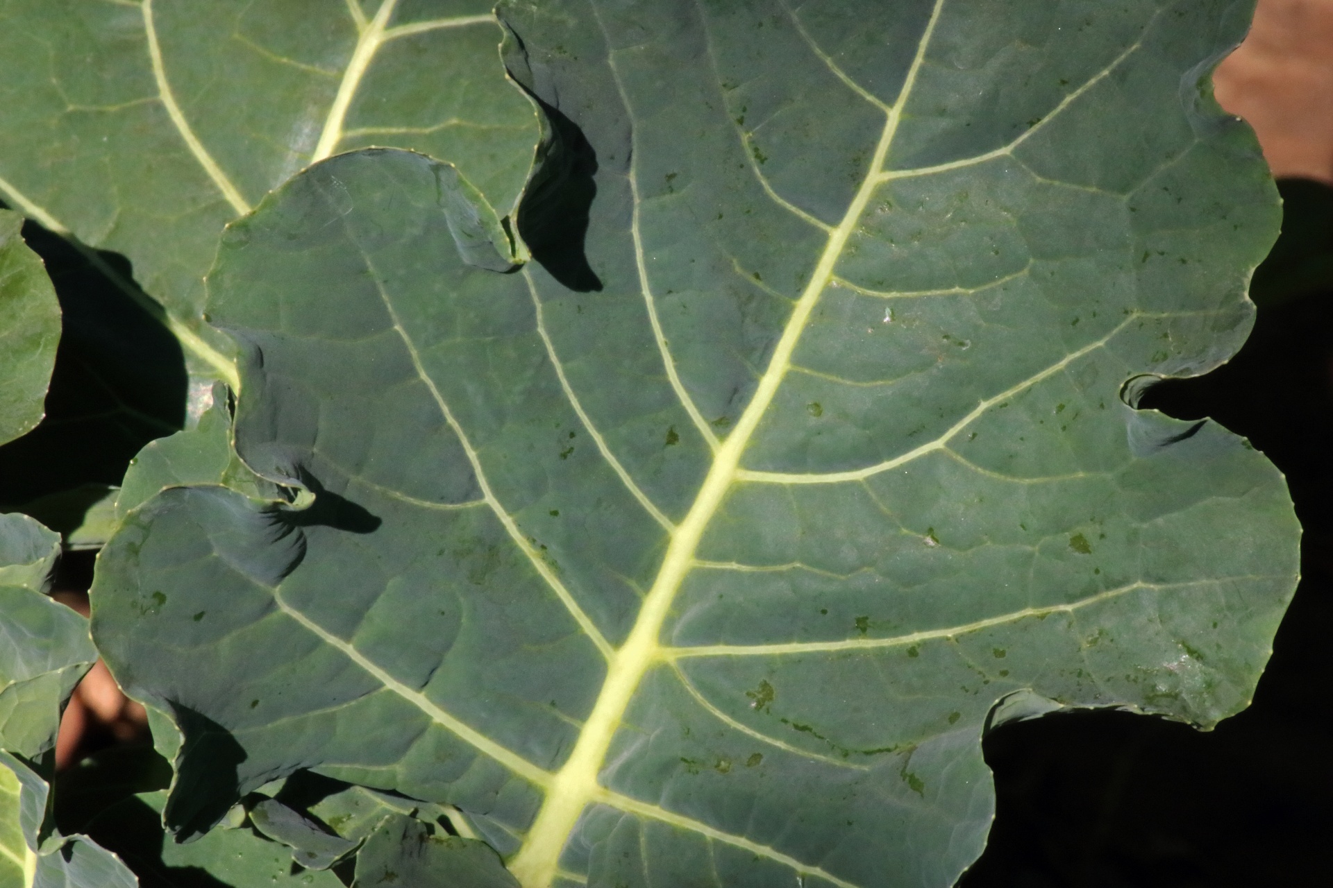 Can You Eat Broccoli Greens? What No One Tells You!