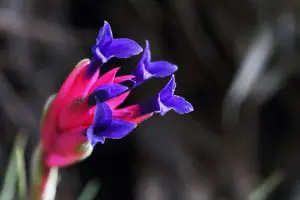 How To Take Care Of Air Plants
