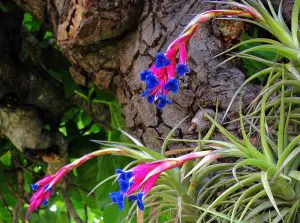 Do Air Plants Need Sun?