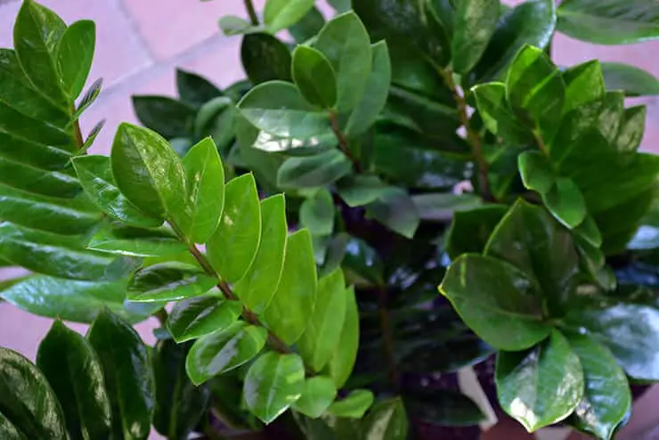 ZZ Plant Care Indoors