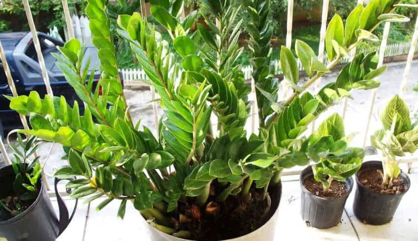 ZZ Plant: One of the Toughest Low-Light Plants You Can Grow